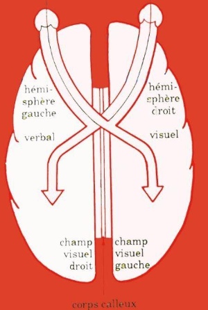 L'information reçue du champ visuel gauche est traitée par l'hémisphère droit et celle reçue du champ visuel droit est traitée par l'hémisphère gauche.