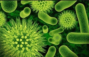 Les bactéries qui luttent dans les intestins humains